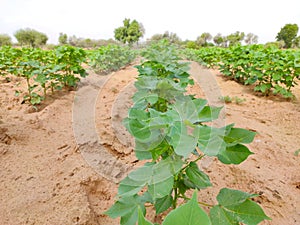 Young cotton crop field