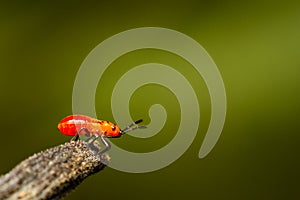 Young cotton stainer bug