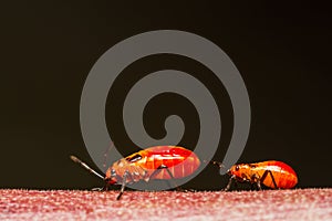 Young cotton stainer bug