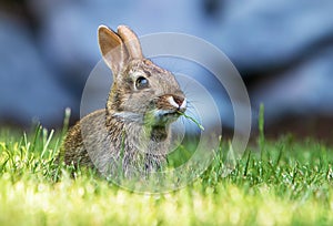 Young Cotton Tail Rabbit with Ears Back Eating Grass