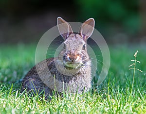 Young Cotton Tail Rabbit with Ears forward Eating Grass