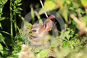 Young cotton tail rabbit in sun