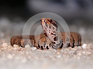 Young cottonmouth