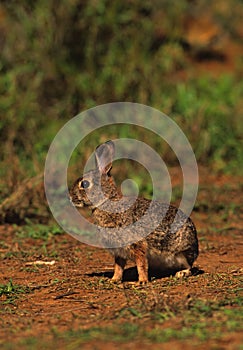 Young Cottontail Rabbit