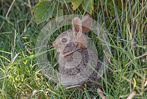 Young Cottontail Rabbit