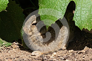 Young Cottontail Rabbit