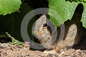 Young Cottontail Rabbit