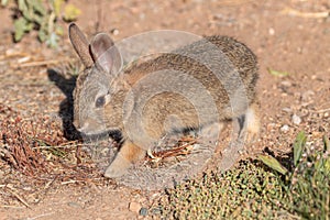 Young Cottontail Rabbit