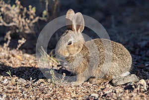 Young Cottontail Rabbit