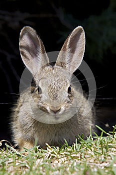 Young Cottontail Rabbit