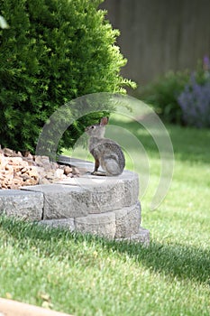 Young cottontail rabbit.