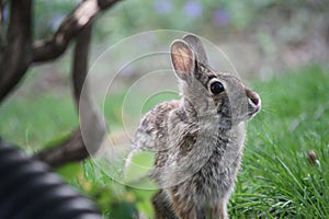 Young Cottontail Rabbit