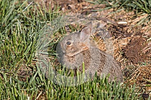 Young Cottontail Rabbit in Grass