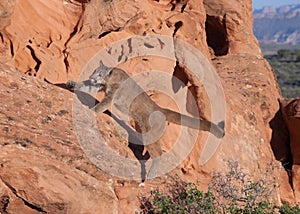 Young cougar jumping from the ground up onto a red sandstone ledge in Southern Utah