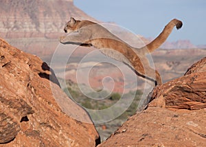 A young cougar jumping from one red sandstone boulder to another with a southwestern desert and mesa in the background