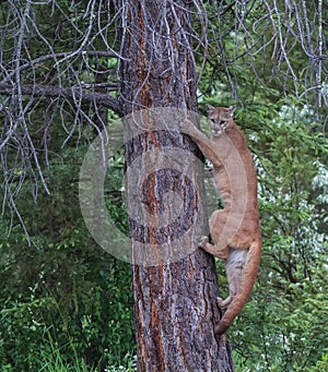 Young Cougar or Mountain Lion