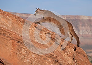 A young cougar moving up a red sandstone ledge with a southwestern mesa in the background