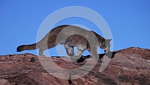 A young cougar paces along the top of a boulder