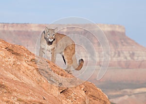 Young cougar on a red rock ridge in Southern Utah