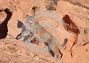 Young cougar running up a red sandstone ledge with the evening sun casting his shadow on the rock wall beside him