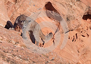 Young cougar standing on a red sandstone ledge looking back over it`s shoulder towards the ground below