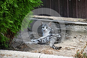 A young country cat lies in the shade in the backyard in hot weather