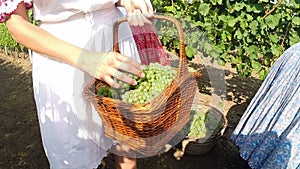 Young Countrywoman Carrying Basket With Grapes in a Vineyard