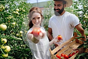 Young couple of farmers working in greenhouse