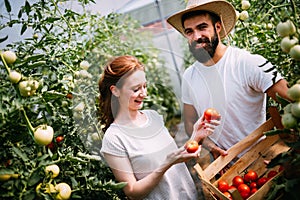 Young couple of farmers working in greenhouse