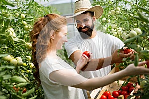 Young couple of farmers working in greenhouse