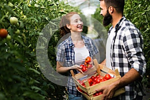 Young couple of farmers working in greenhouse