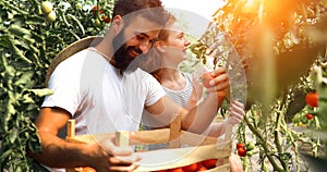 Young couple of farmers working in greenhouse