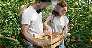 Young couple of farmers working in greenhouse