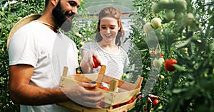 Young couple of farmers working in greenhouse