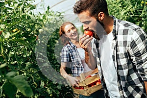 Young couple of farmers working in greenhouse