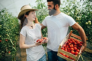 Young couple of farmers working in greenhouse