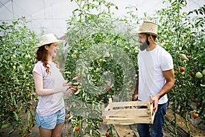 Young couple of farmers working in greenhouse