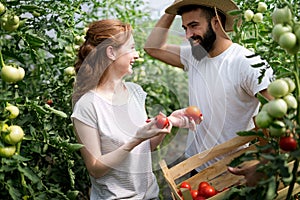 Young couple of farmers working in greenhouse