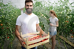 Young couple of farmers working in greenhouse