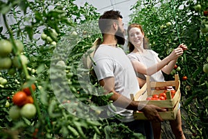 Young couple of farmers working in greenhouse