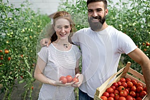 Young couple of farmers working in greenhouse