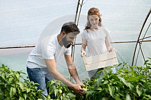 Young couple of farmers working in greenhouse