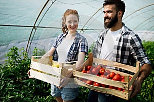 Young couple of farmers working in greenhouse