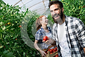 Young couple of farmers working in greenhouse