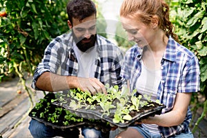 Young couple of farmers working in greenhouse