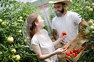 Young couple of farmers working in greenhouse