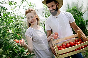 Young couple of farmers working in greenhouse