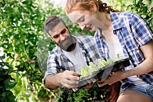 Young couple of farmers working in greenhouse