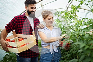 Young couple of farmers working in greenhouse