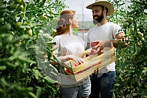 Young couple of farmers working in greenhouse